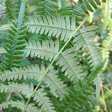 Imagem de Pteridium feei (W. Schaffn. ex Fée) Faull