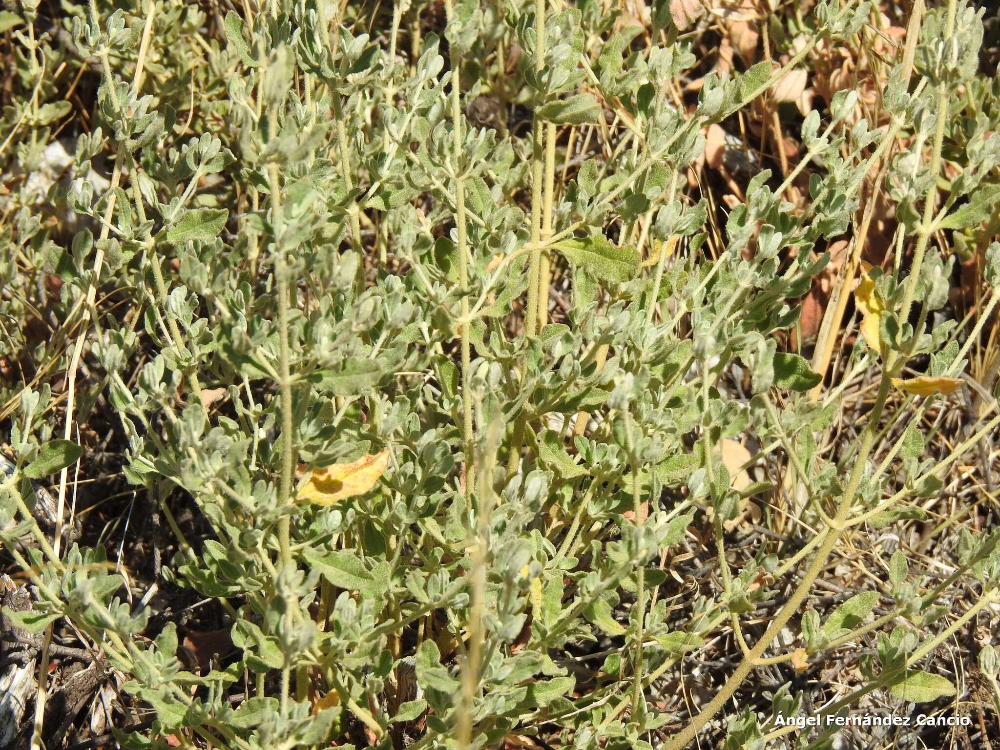 Image of Halimium lasianthum subsp. alyssoides (Lam.) Greuter