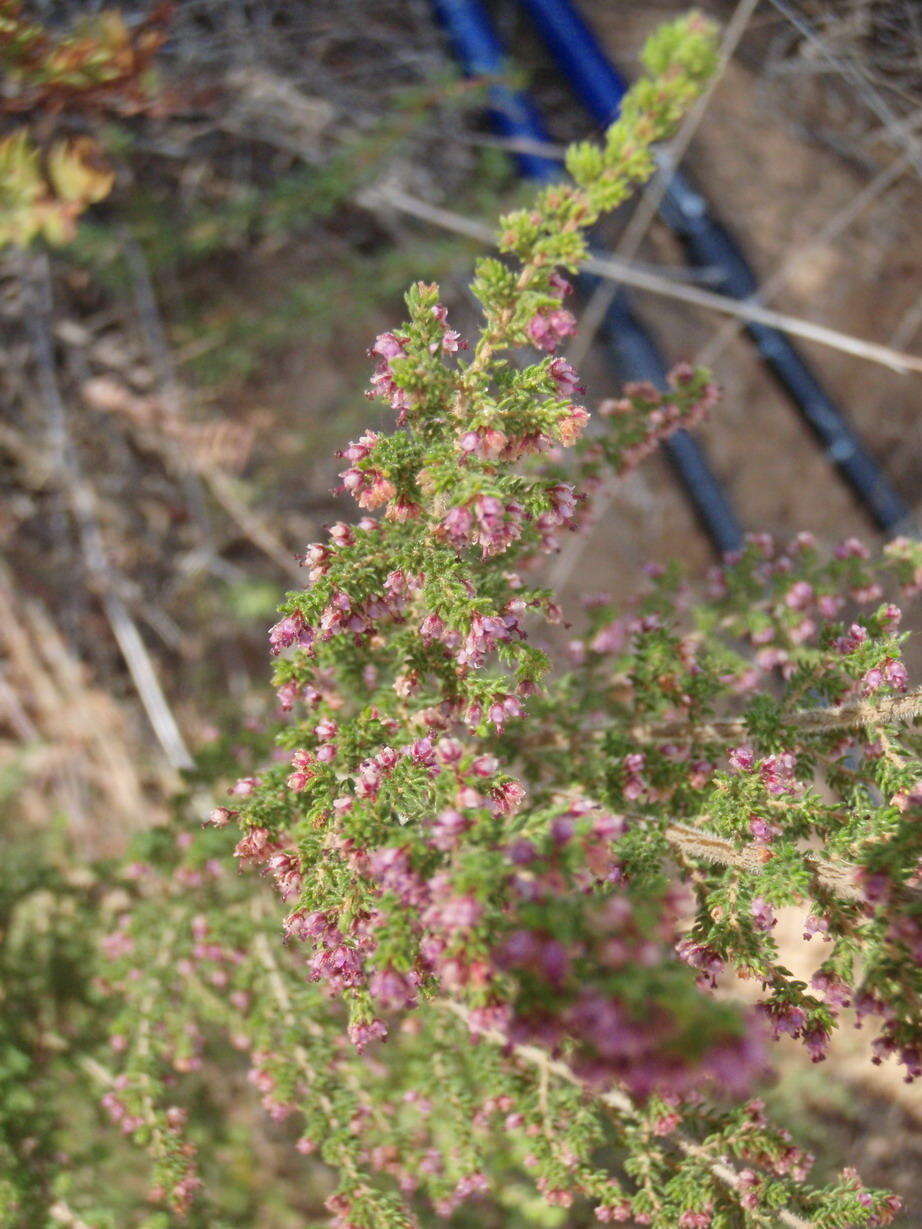 Imagem de Erica hispidula var. hispidula