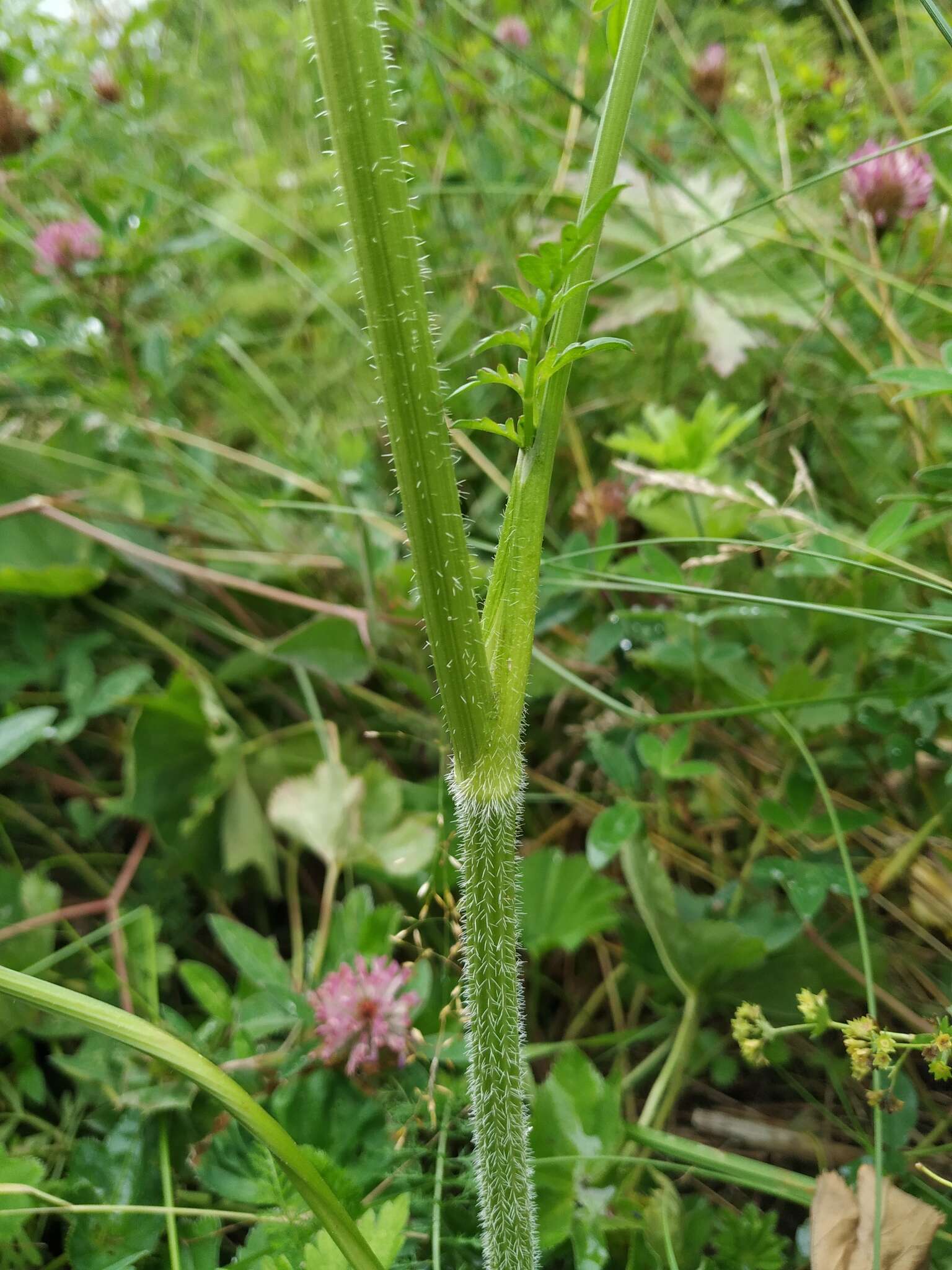 صورة Silphiodaucus prutenicus (L.) Spalik, Wojew., Banasiak, Piwczyński & Reduron