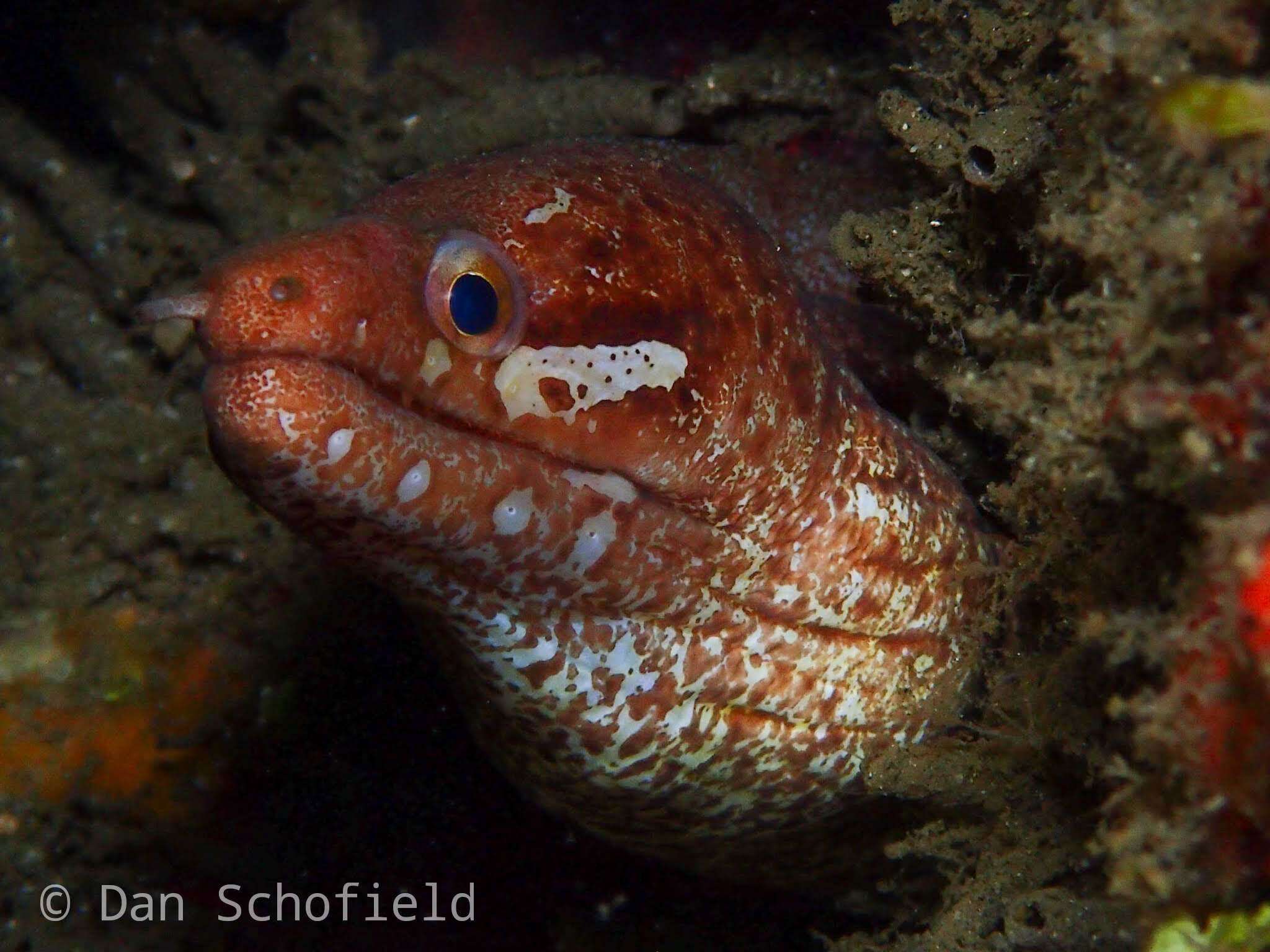 Image of Bar-tail moray