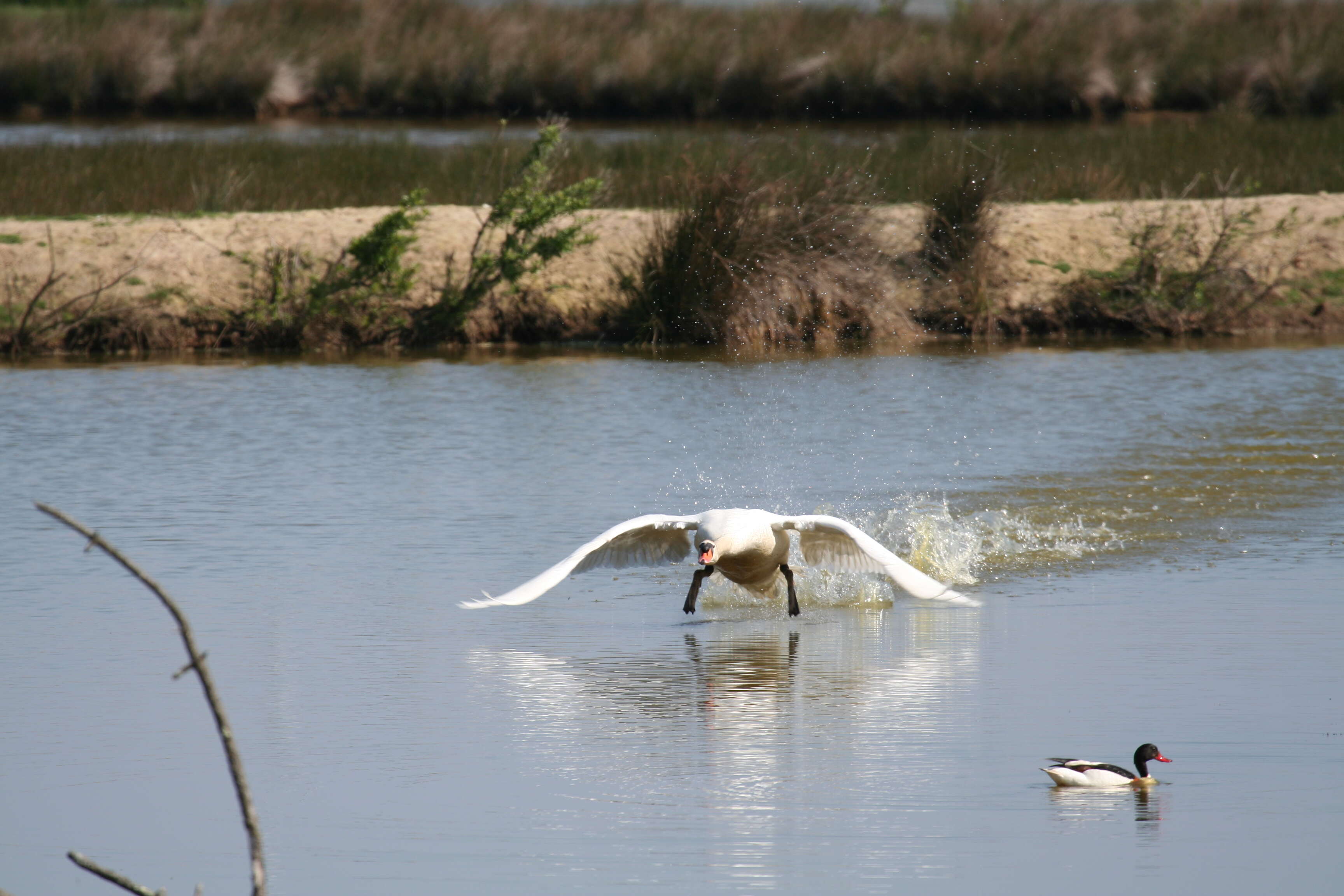 Image of shelduck, common shelduck