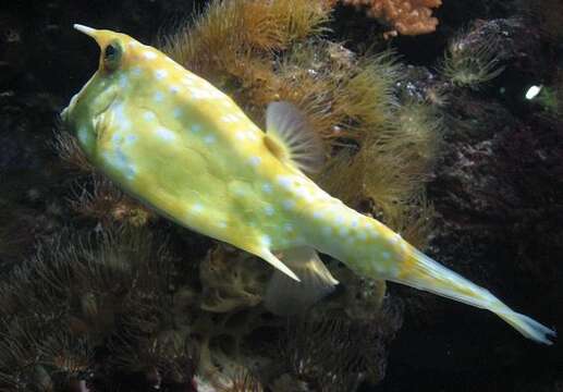 Image of Longhorn cowfish