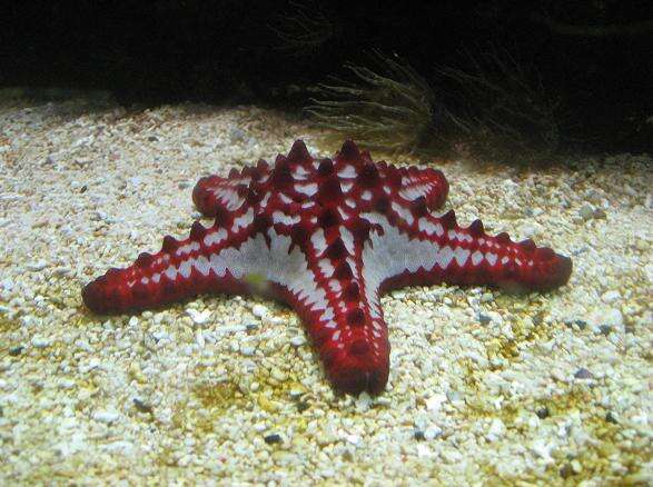 Image of African red knob sea star