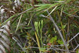 Image de Diphasiastrum yueshanense (C. M. Kuo) Holub