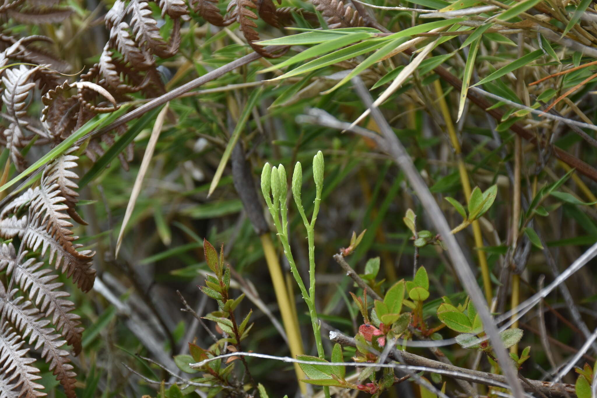 Image de Diphasiastrum yueshanense (C. M. Kuo) Holub