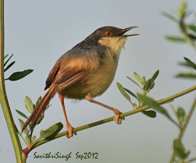 Image of Ashy Prinia