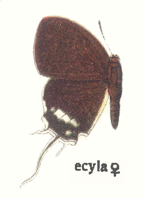 Image of Eooxylides