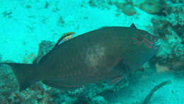 Image of Bucktooth Parrotfish