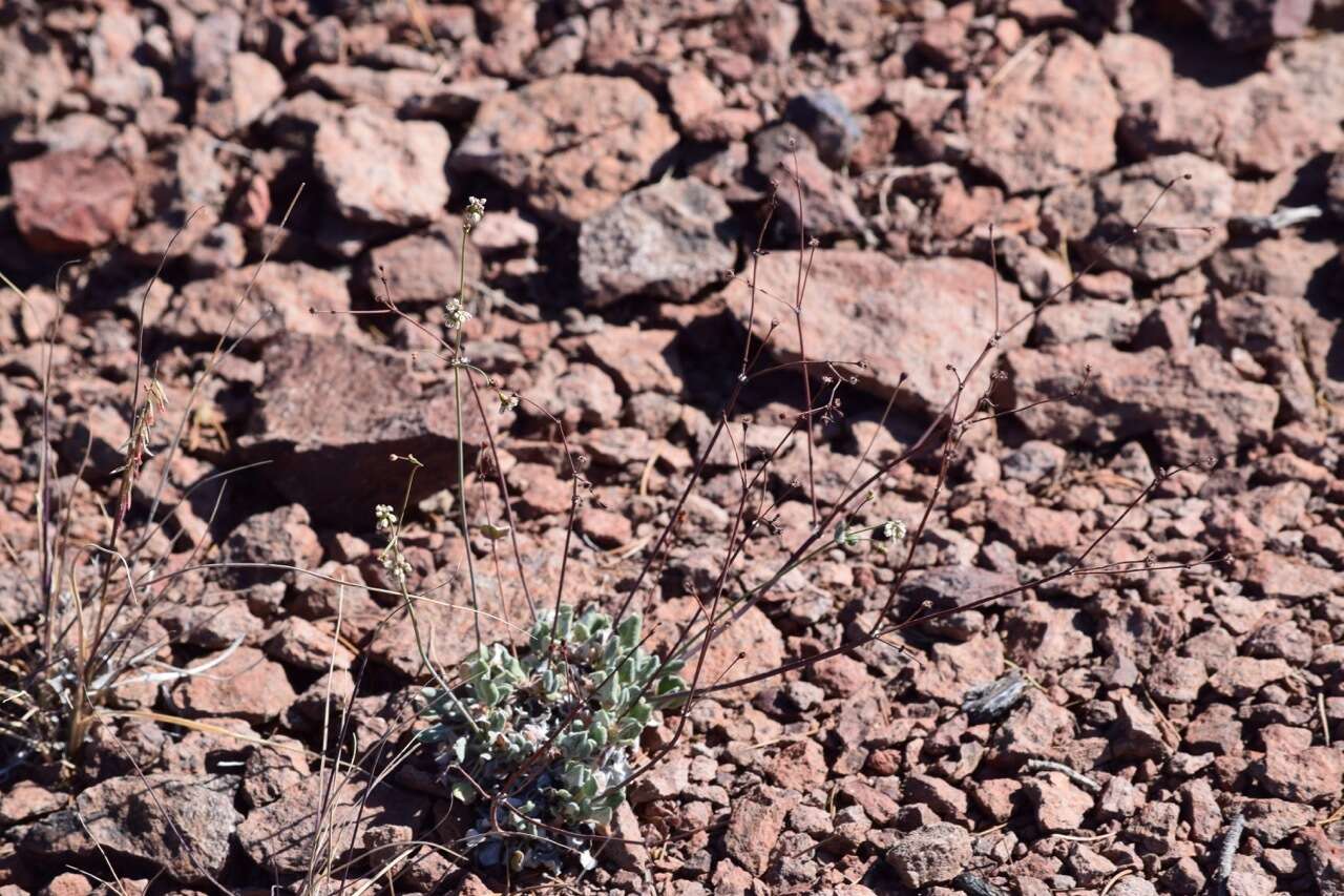 صورة Eriogonum tenellum Torrey