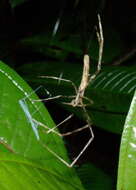 Image of Deinopis longipes F. O. Pickard-Cambridge 1902