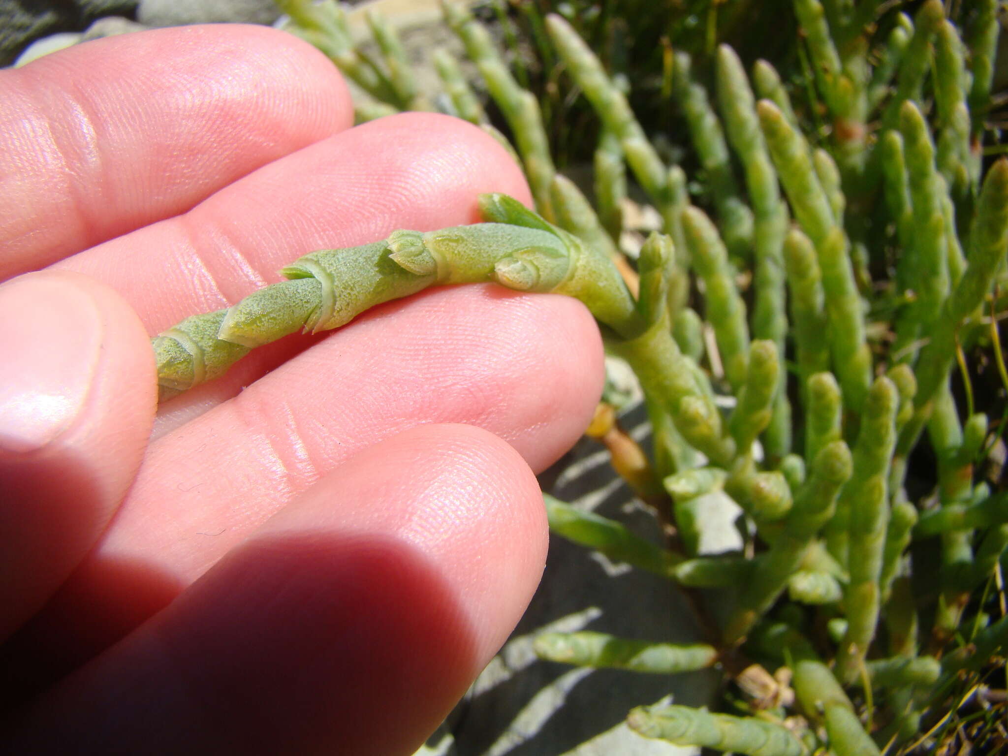 Sivun Salicornia quinqueflora Bunge ex Ung.-Sternb. kuva