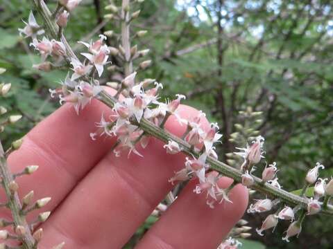 Image of Hechtia laevis L. B. Sm.