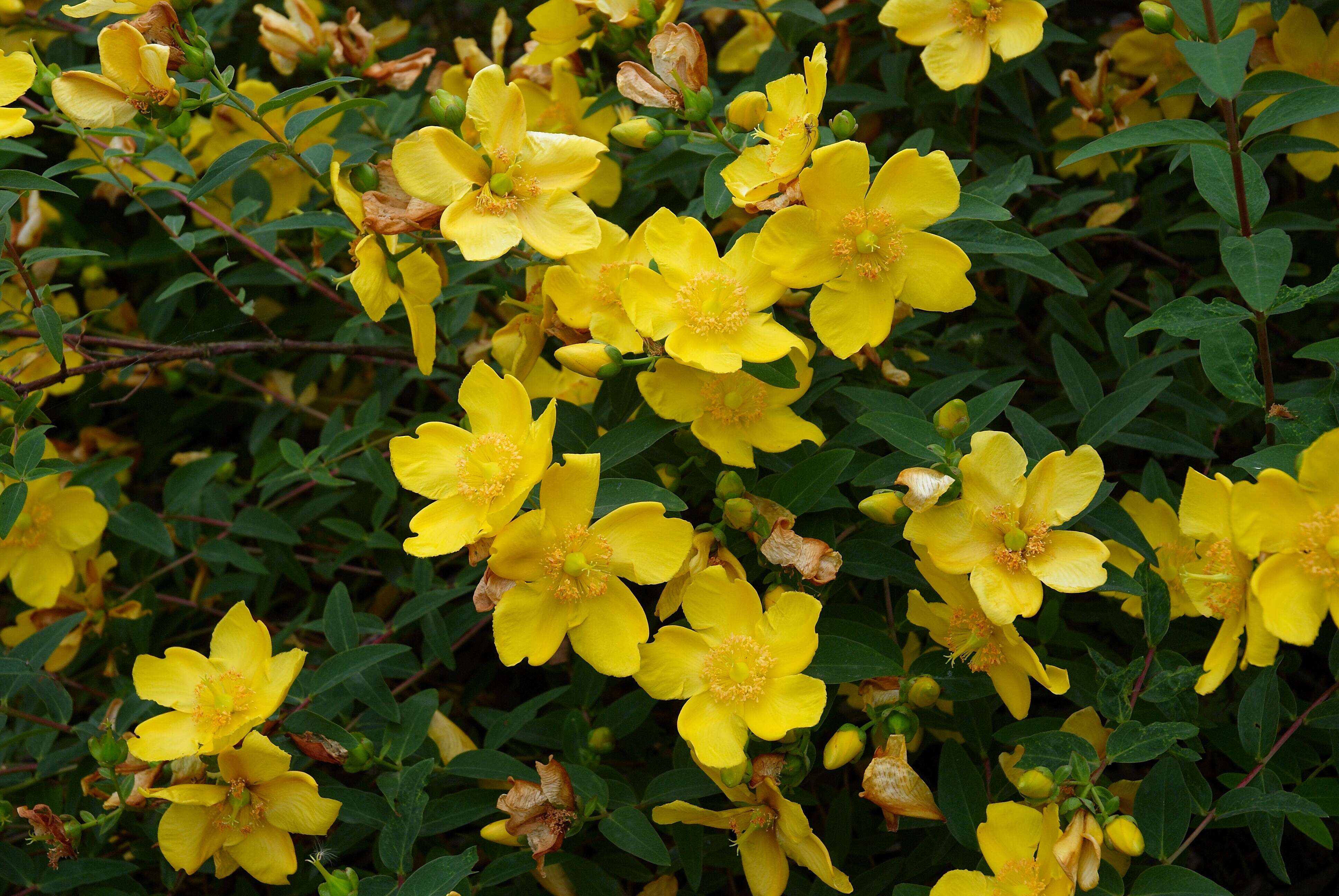 Image of St John's-wort