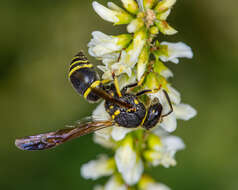 Image of Ancistrocerus catskill (de Saussure 1853)