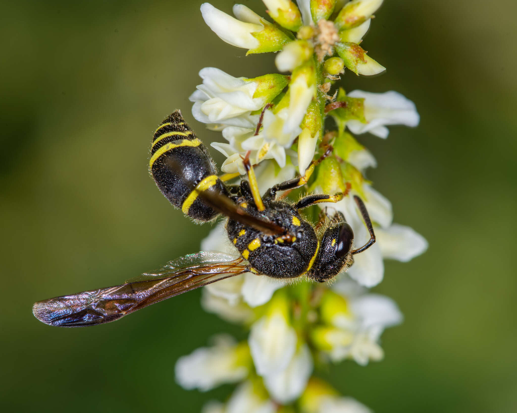 Sivun Ancistrocerus catskill (de Saussure 1853) kuva