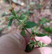 Image of Rayless Mock Goldenrod