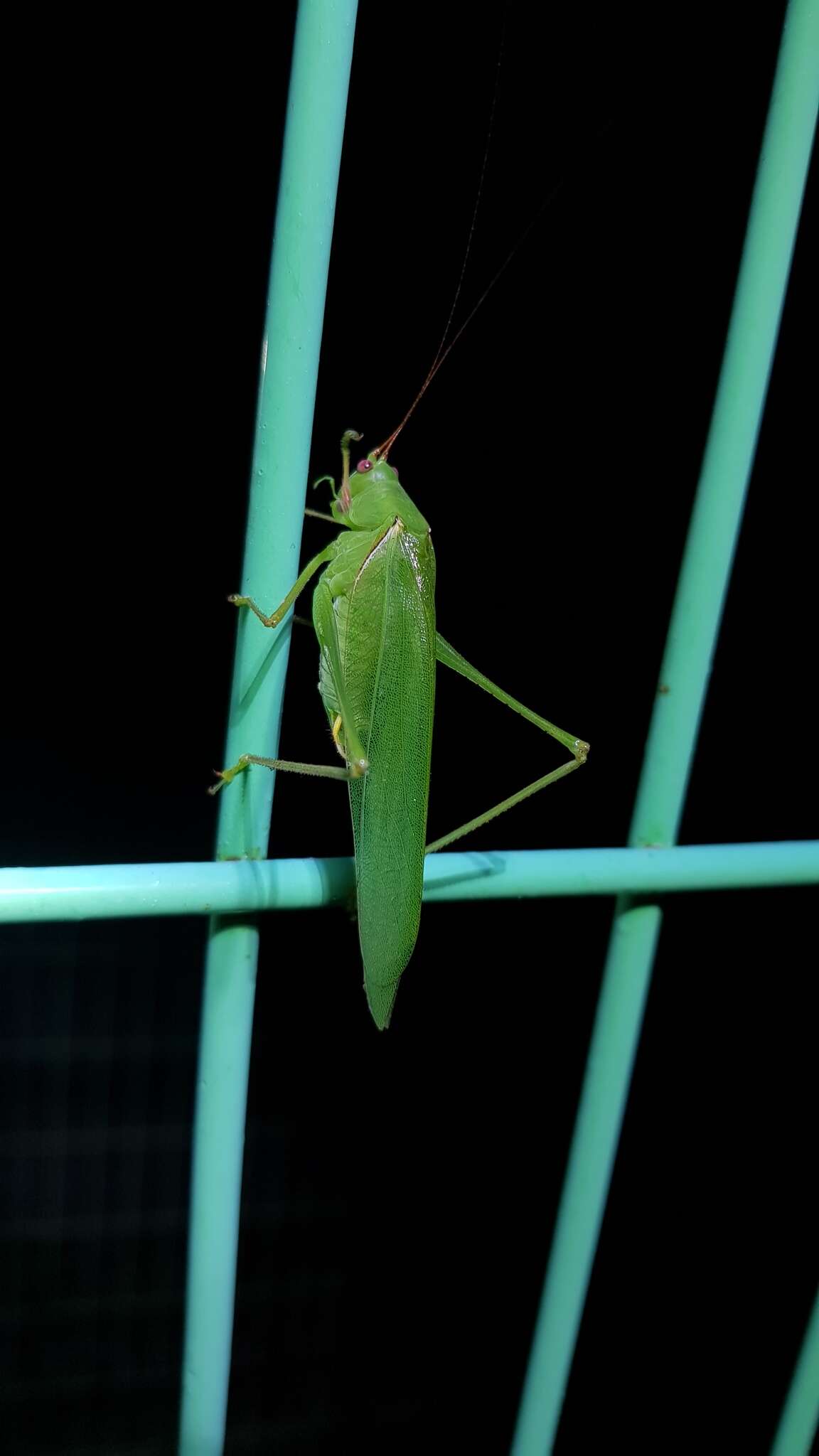 Image of Sinochlora longifissa (Matsumura, S. & Shiraki 1908)