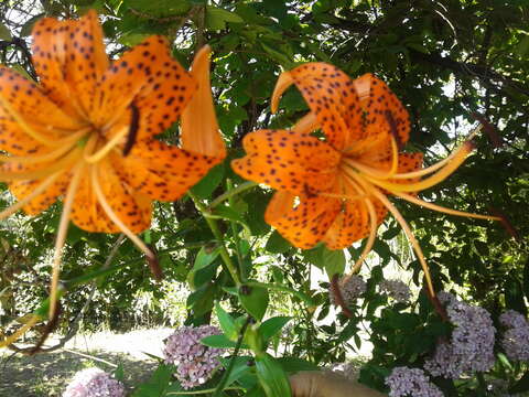 Image of Tiger lily