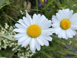 Image of Leucanthemum adustum (Koch) Gremli