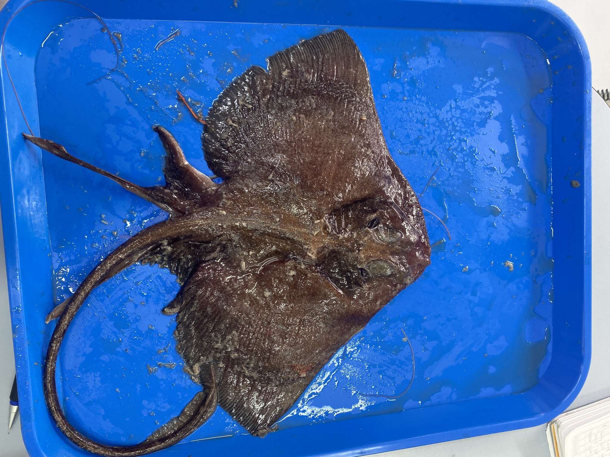 Image of Dusky finless skate