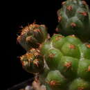 Image of Tephrocactus bonnieae (D. J. Ferguson & R. Kiesling) Stuppy