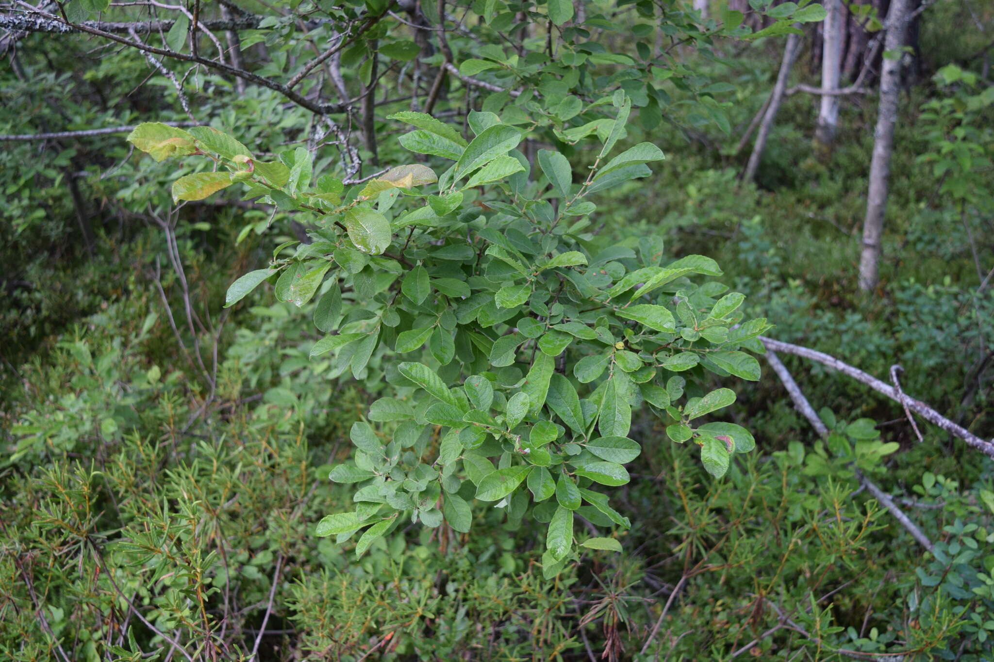 Image of eared willow