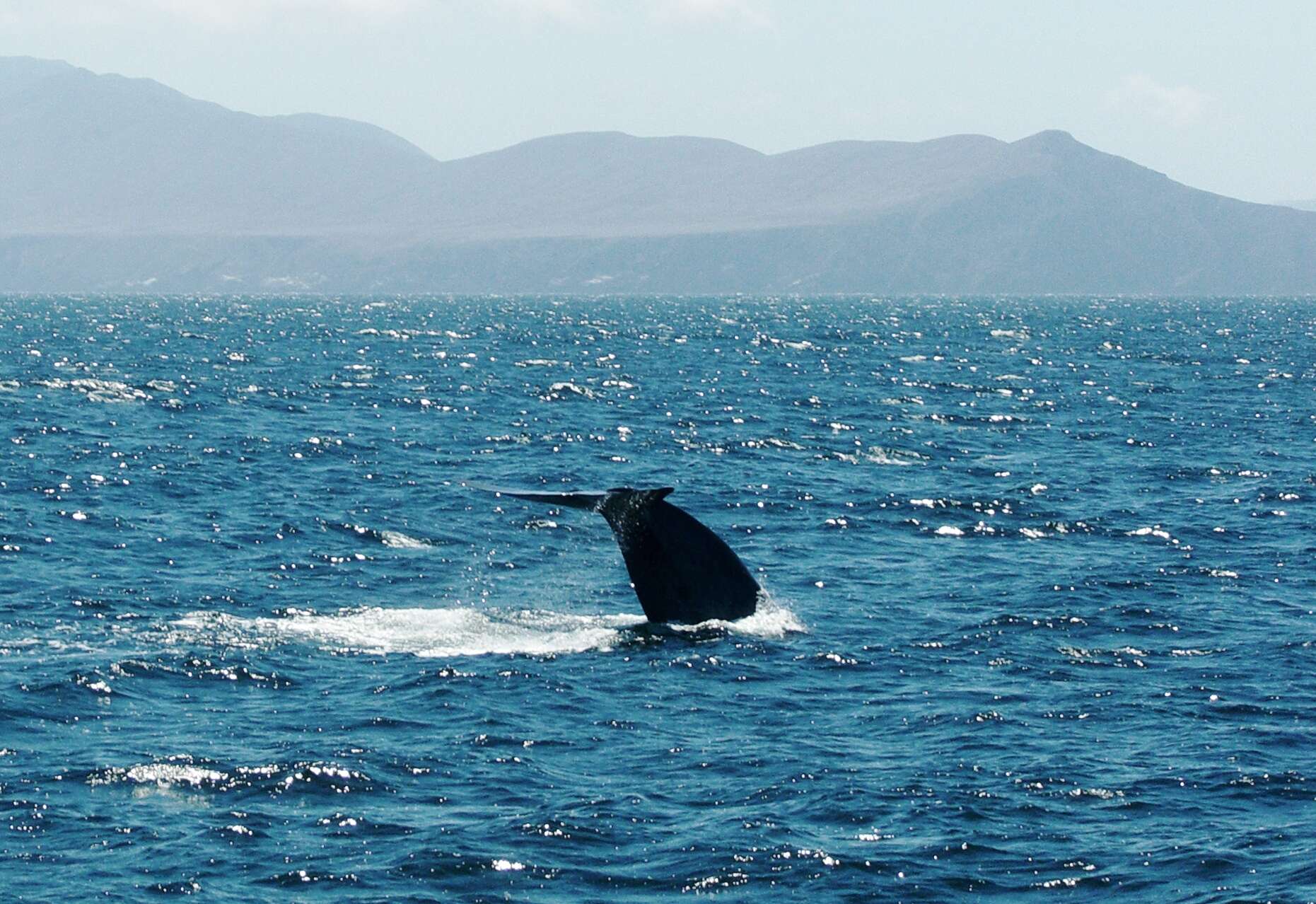 Image of Pygmy Blue Whale