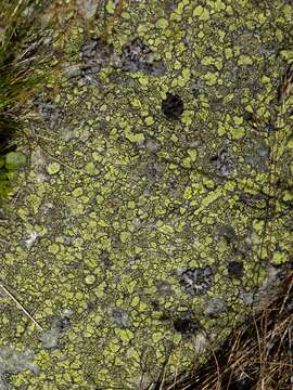 Image of Yellow map lichen;   World map lichen