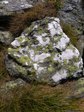 Image of Yellow map lichen;   World map lichen