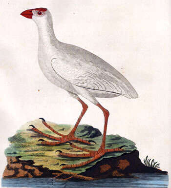 Image of Lord Howe Island Swamphen