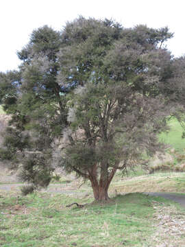 Sivun Kunzea ericoides (A. Rich.) J. Thompson kuva