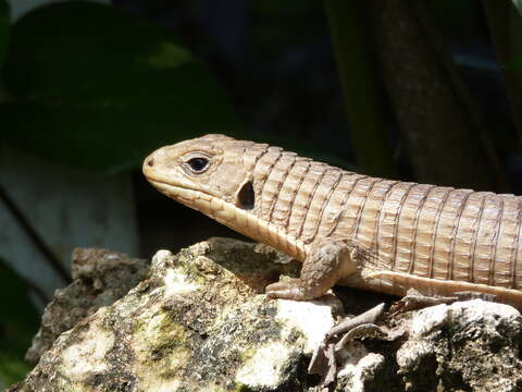 Image of Sudan plated lizard