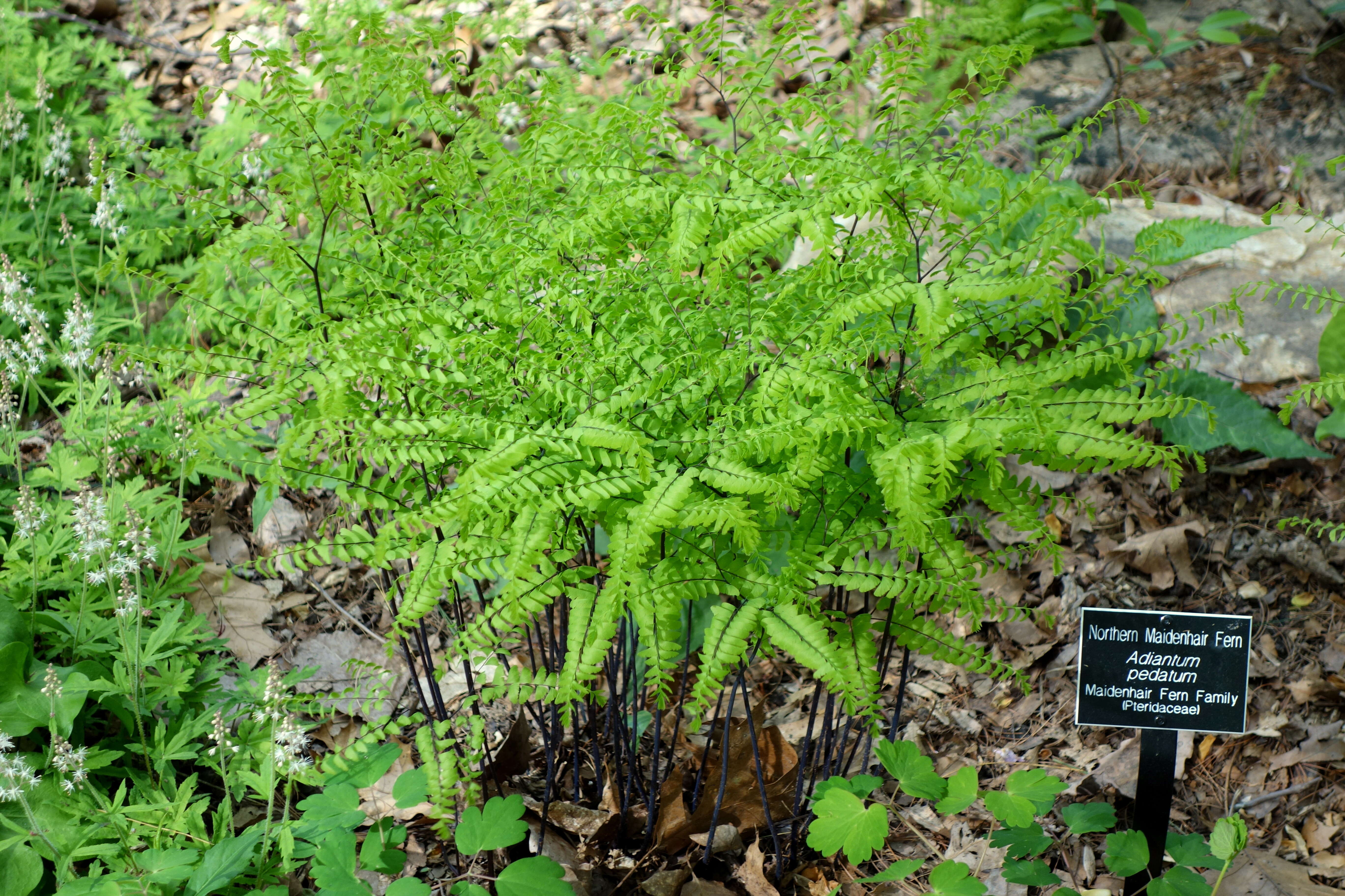 Image of Northern maidenhair fern