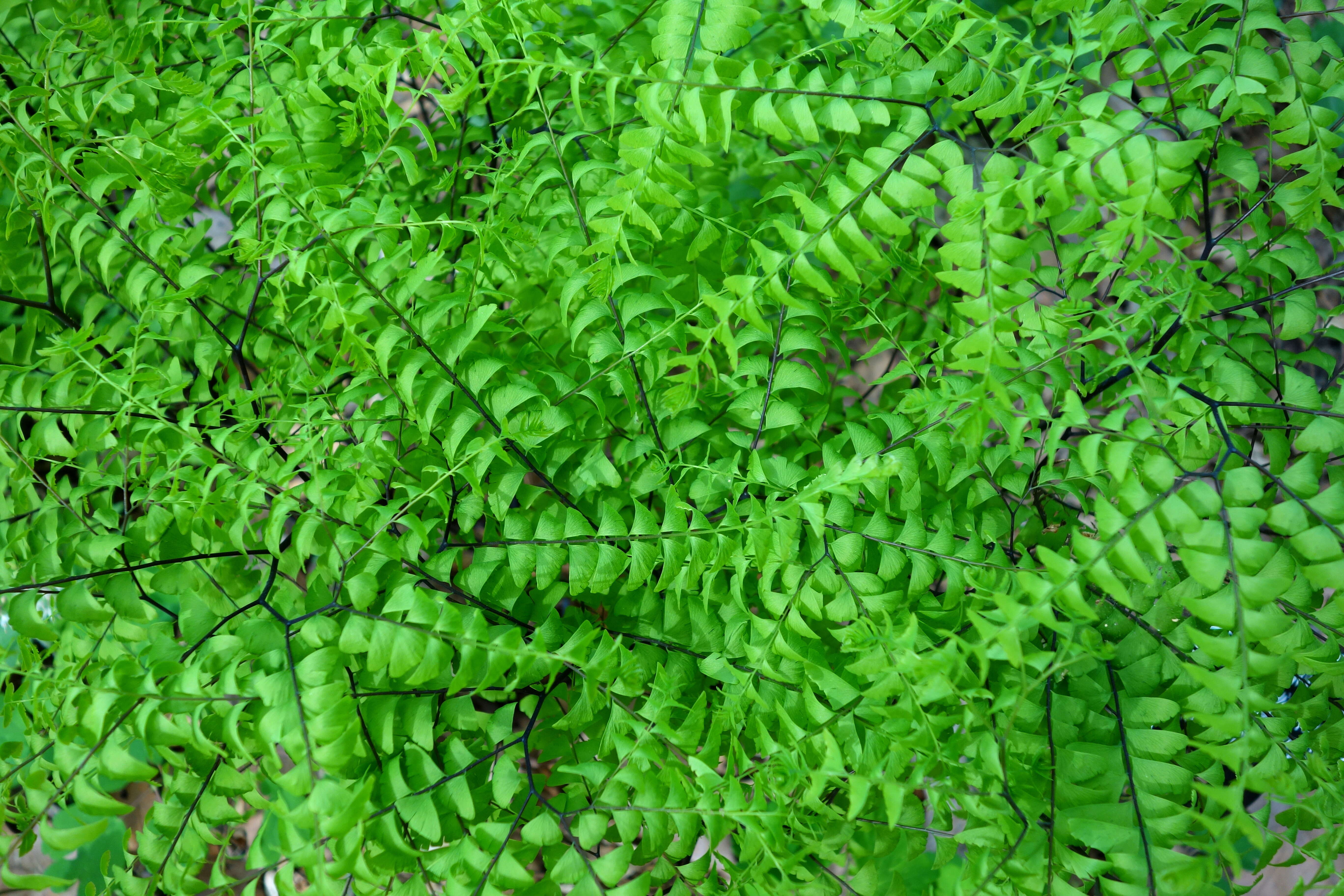 Image of Northern maidenhair fern