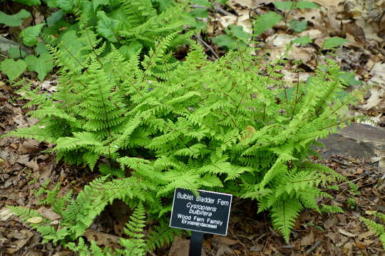 Imagem de Cystopteris bulbifera (L.) Bernh.