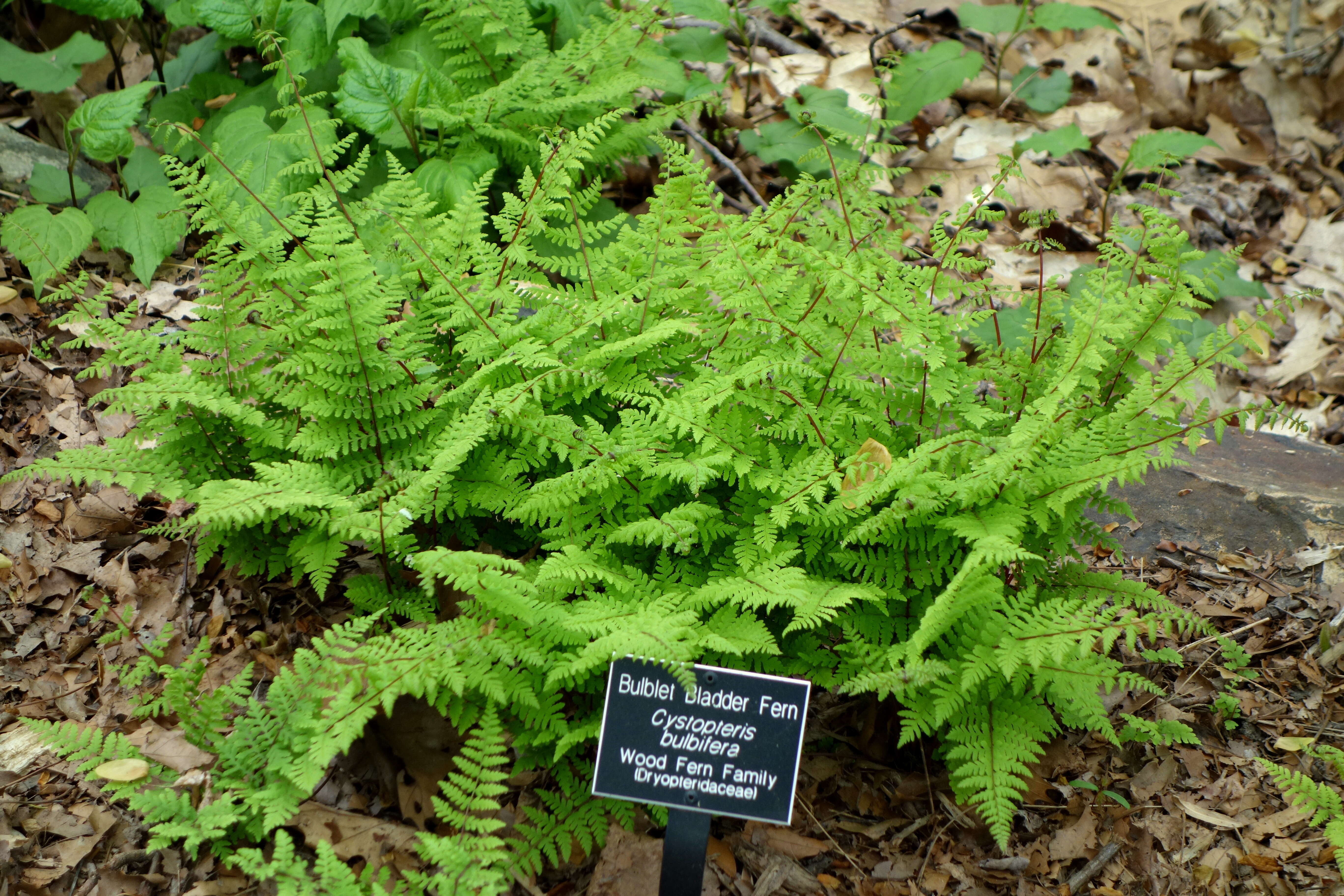 Imagem de Cystopteris bulbifera (L.) Bernh.