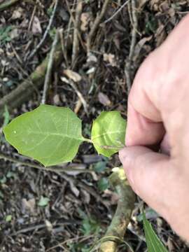 Image of Native holly