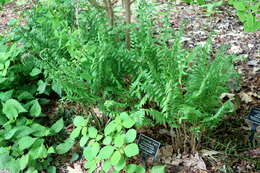 Image of Christmas fern