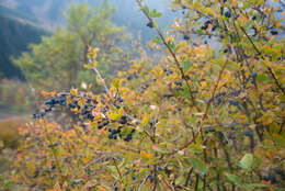 Imagem de Berberis heteropoda Schrenk