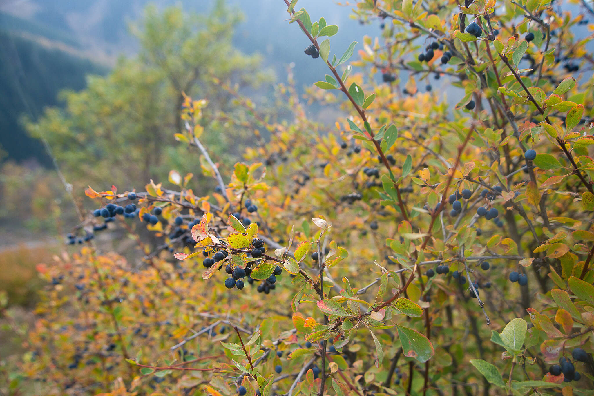 Imagem de Berberis heteropoda Schrenk