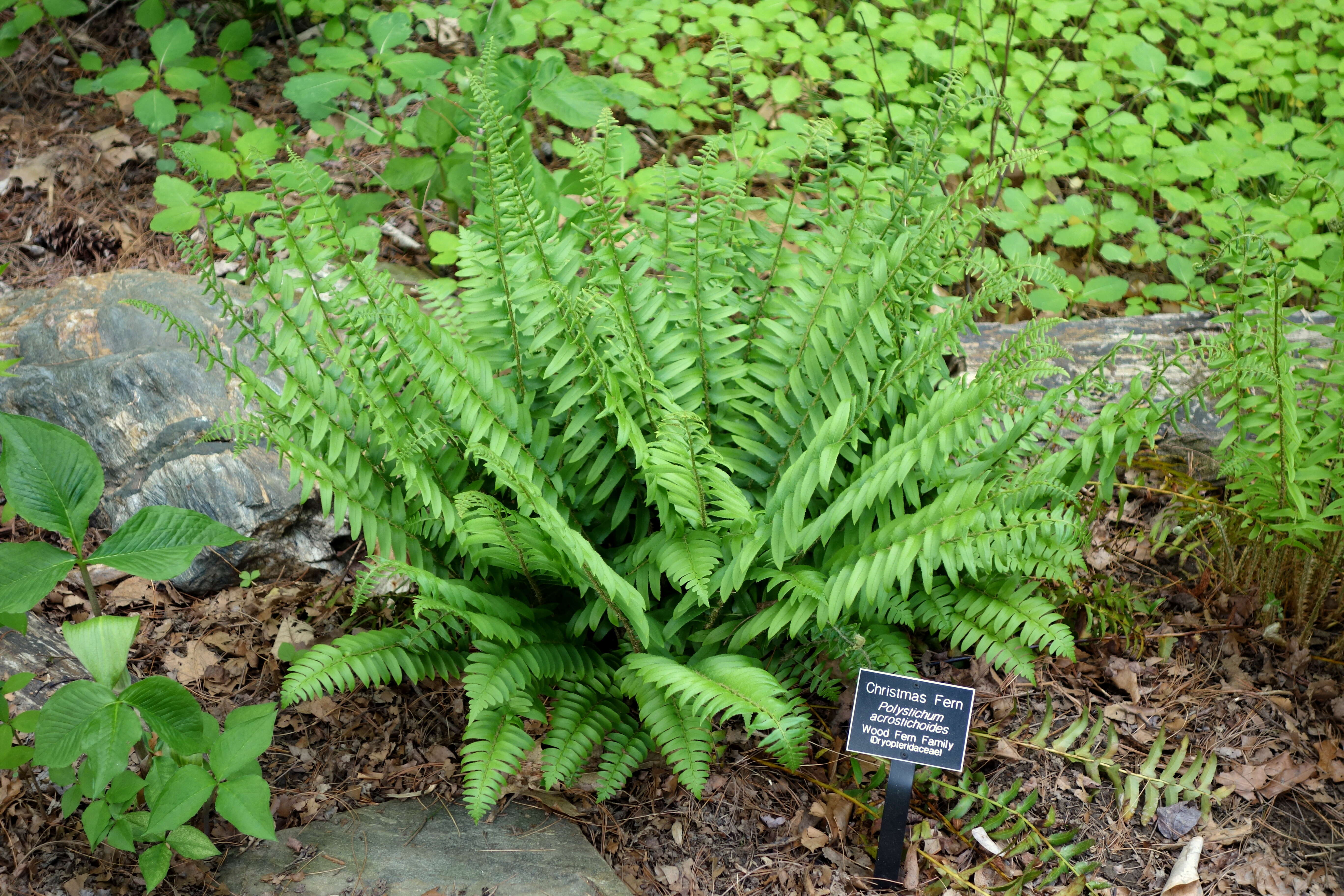 Image of Christmas fern