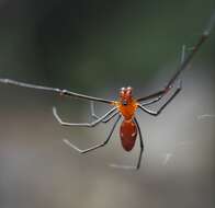 Image of Argyrodes zonatus (Walckenaer 1841)