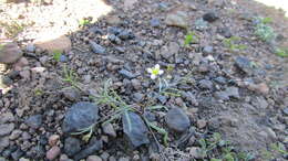 Image de Heliophila diffusa var. diffusa