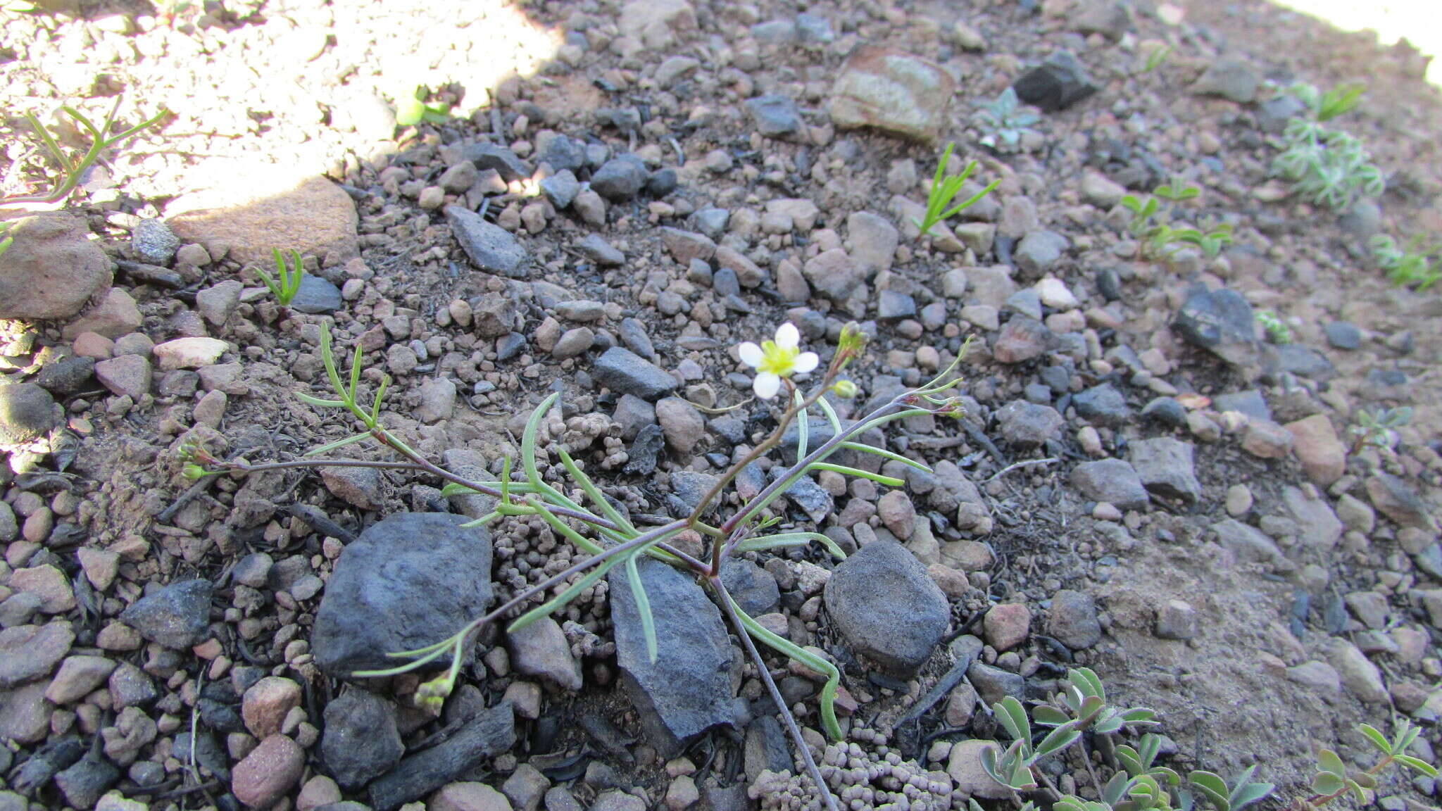 Image de Heliophila diffusa var. diffusa