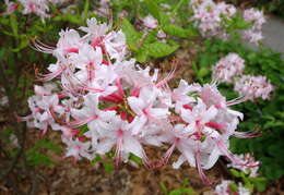 Image of pink azalea