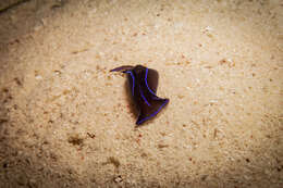 Image of Black and blue swallowtail slug