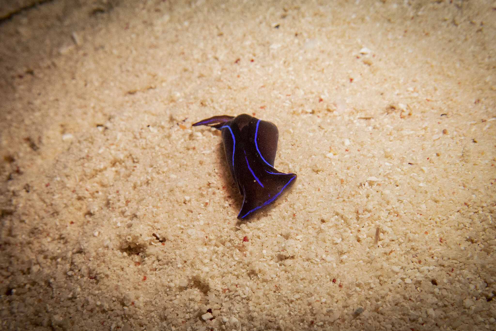 Image of Black and blue swallowtail slug