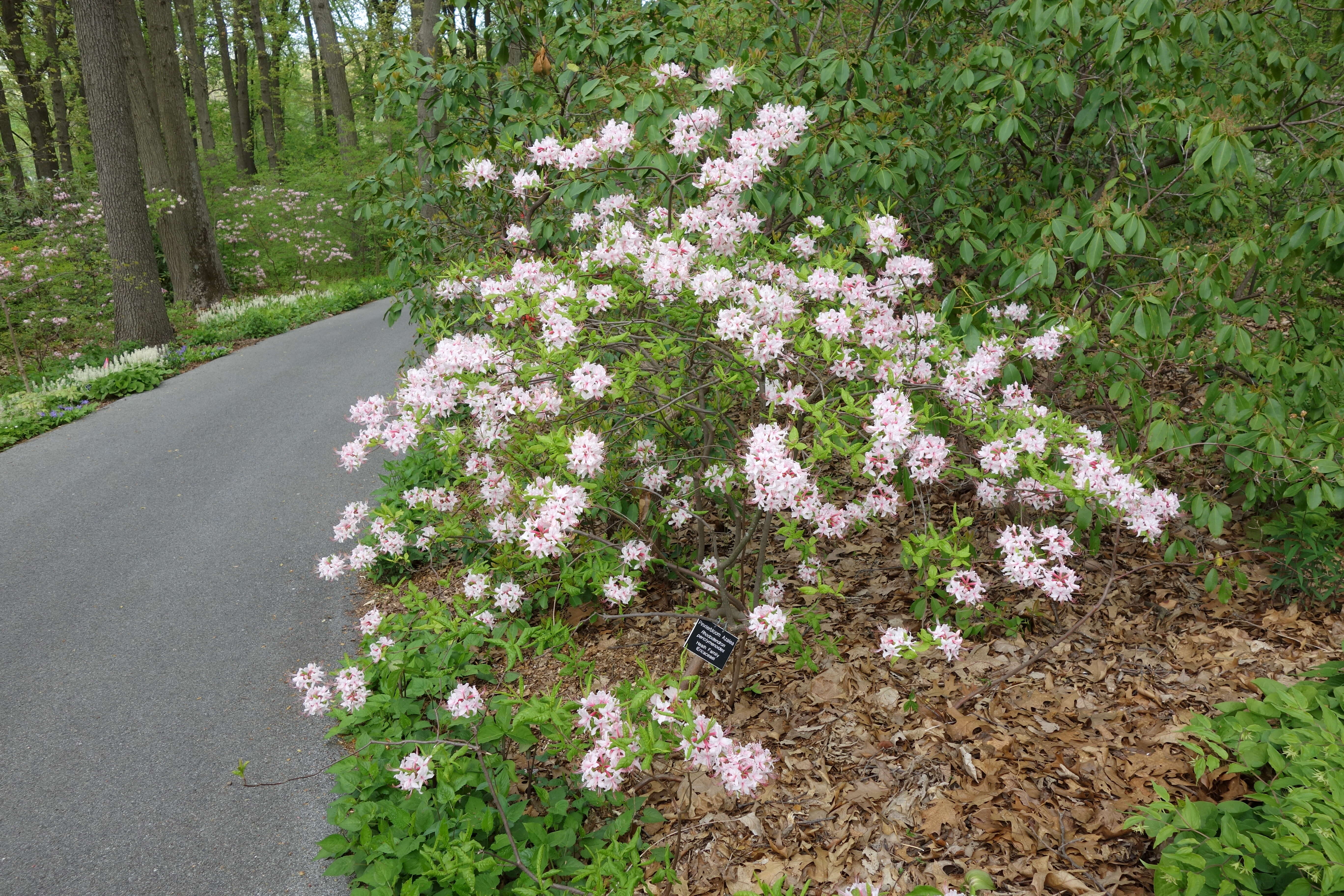 Image of pink azalea