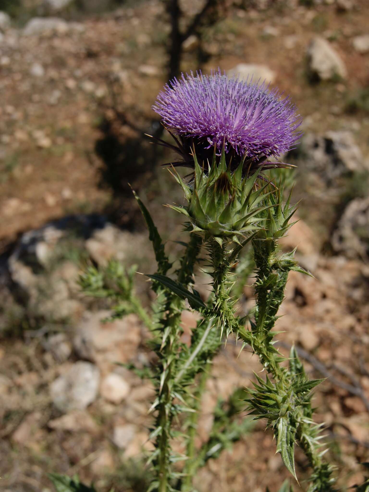 Image of Onopordum cynarocephalum Boiss. & Blanche